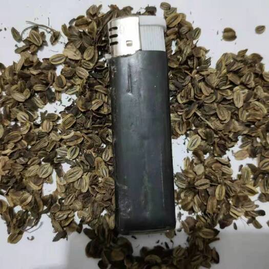 江油市肉独活种苗及果夹品种纯正产量高