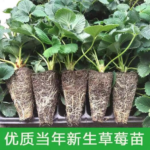 舞阳县白草莓