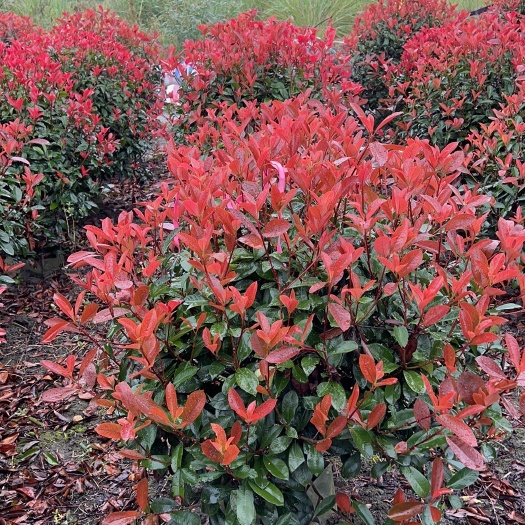 红叶石楠种植户