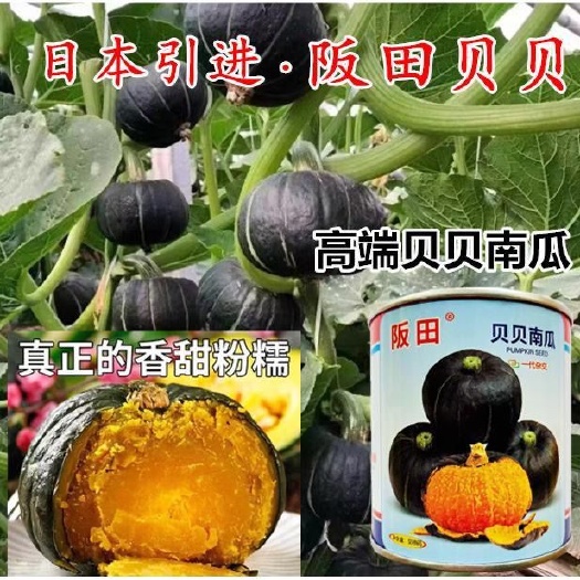 阪田贝贝南瓜种子日本引进迷你小贝贝粉糯香甜板栗礼品南瓜种子籽