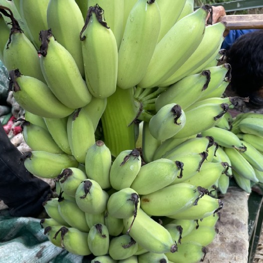 长沙芭蕉