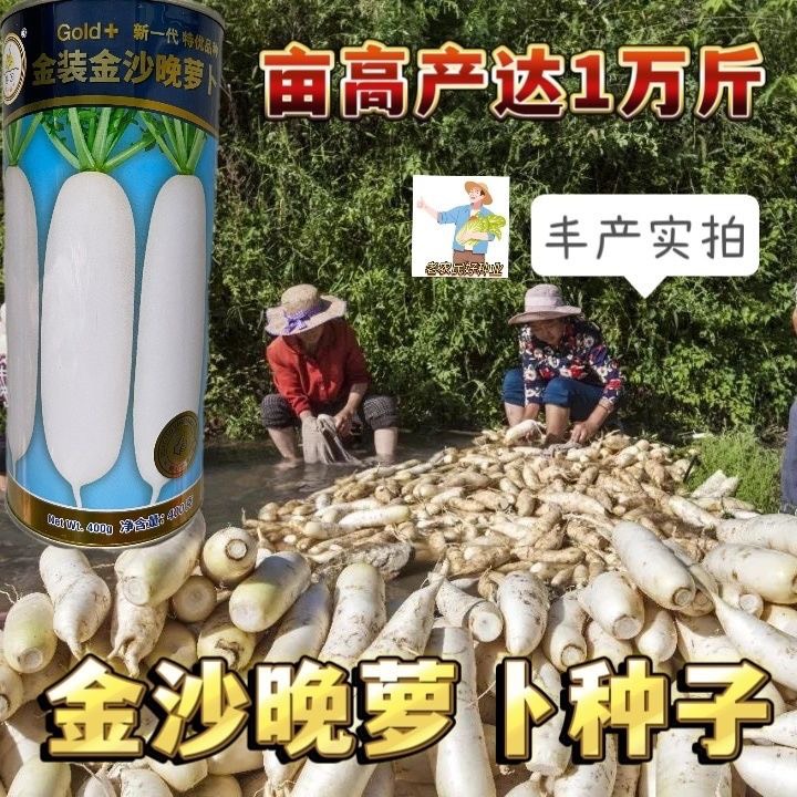 罐装白萝卜种子晚萝卜金装金沙晚萝卜种子金沙蔬菜研究所白萝卜籽