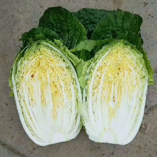 高原大白菜