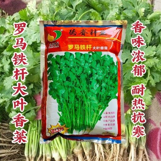 沭阳县罗马铁杆大叶香菜种子意大利香菜种籽芫荽香菜种四季蔬菜种子