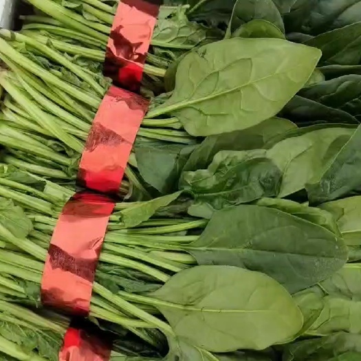 成武县精品菠菜大量供应，各种规格包装都有，适合各大市场，商超，平台