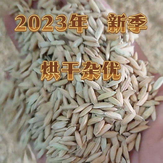 2023年杂优稻新鲜烘干自产自销批发