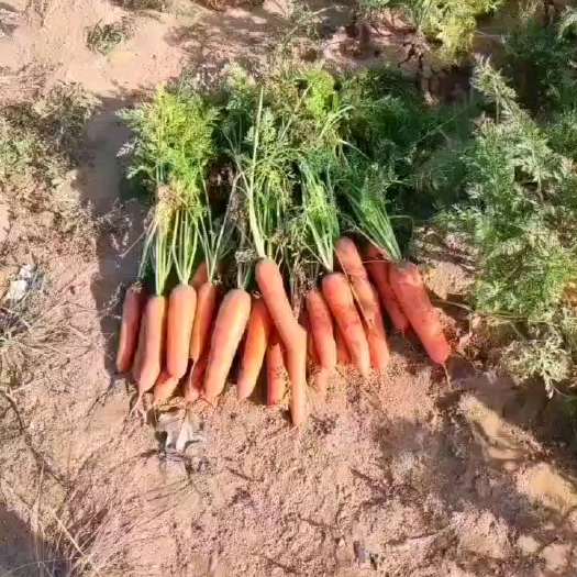 察右中旗胡萝卜