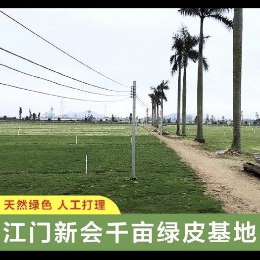 马尼拉草皮 广东绿化草皮 真草坪带泥土
