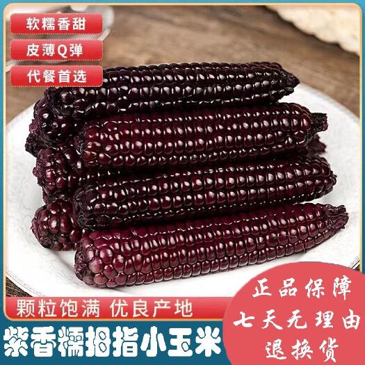 昆明西双版纳紫糯拇指玉米 一件代发真空玉米