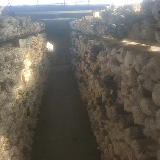 饶阳县大叶平菇，鲜蘑产地直销。大量供应