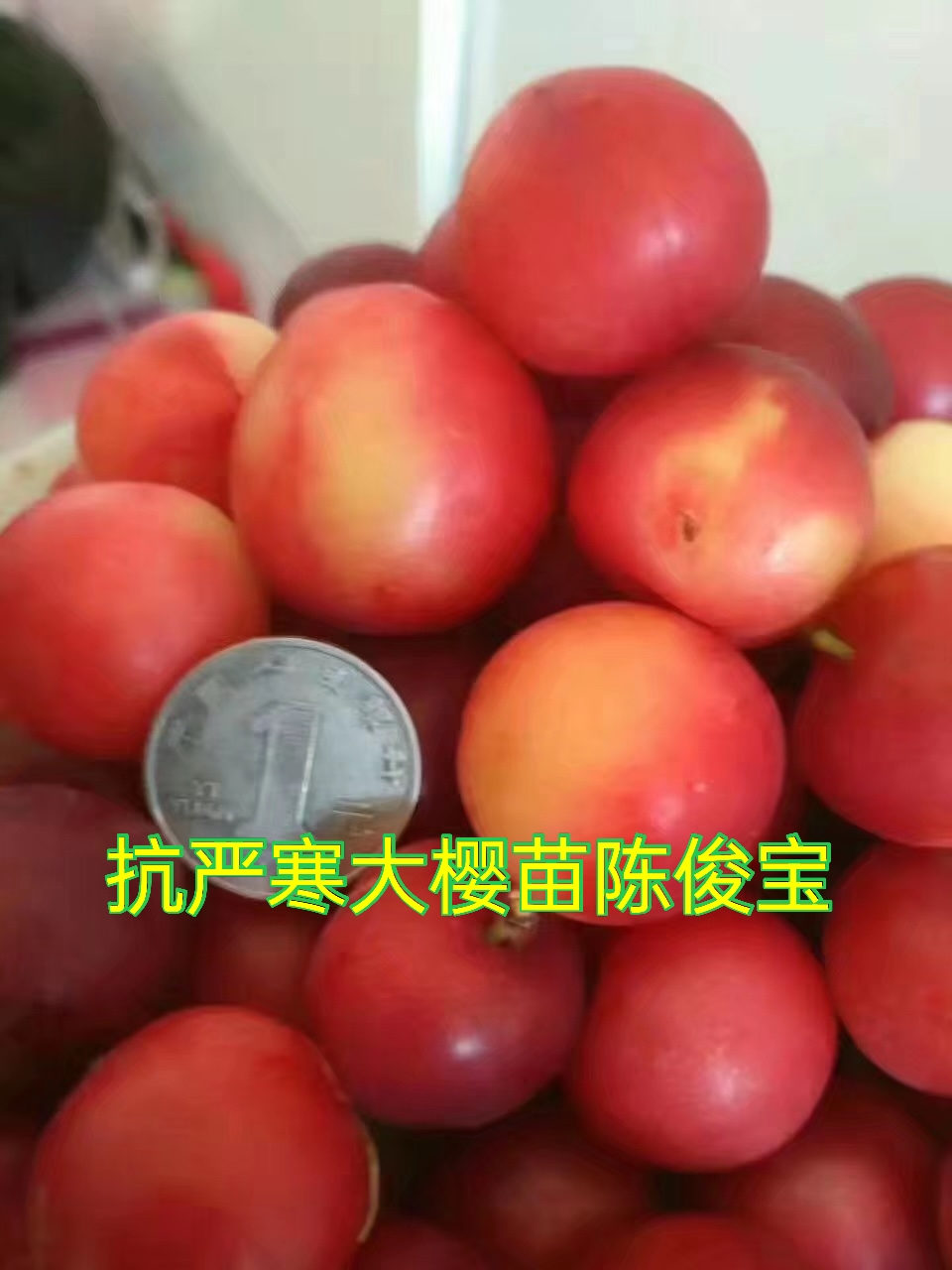 白樱桃苗，白玉樱桃，口感好，香甜可口