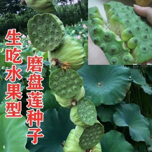 邵东市大型荷花种子莲子莲藕种子食用大田池塘观赏莲花卉莲蓬种子