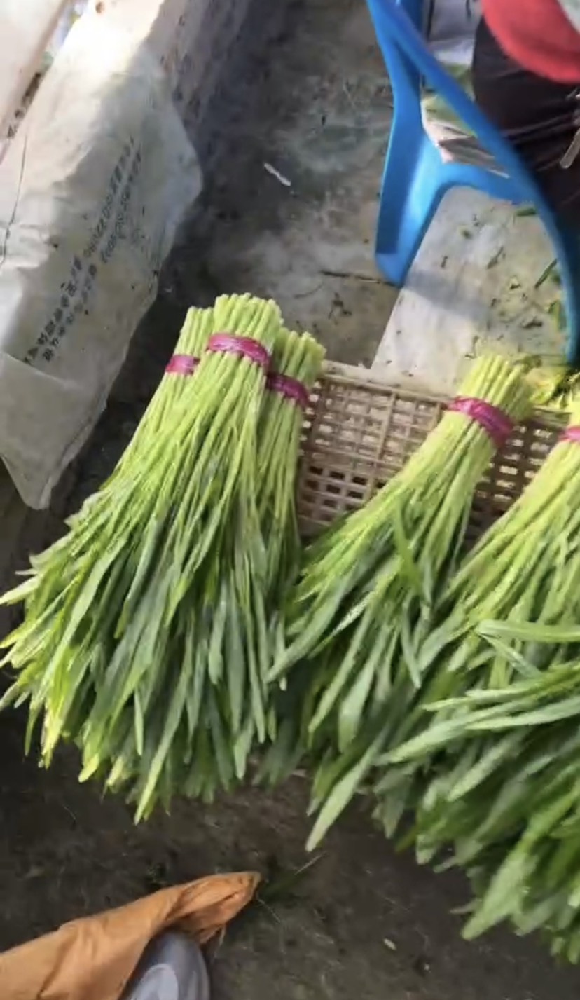 福建白杆，青杠，大叶，空心菜