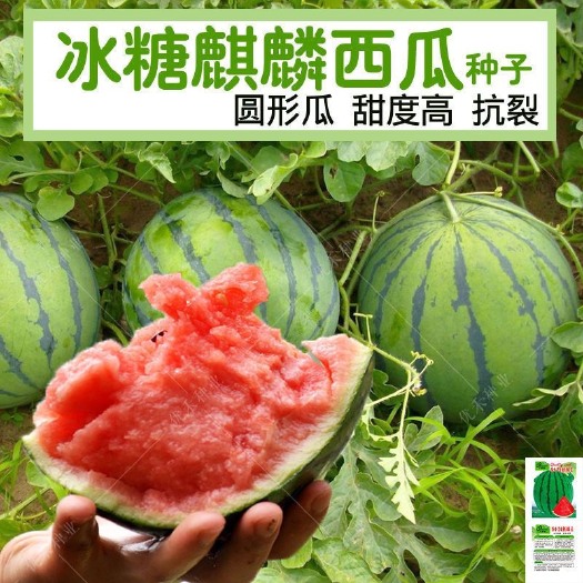 长沙冰糖西瓜种子种籽无籽冰糖麒麟甜王水果蔬菜大小四季种植