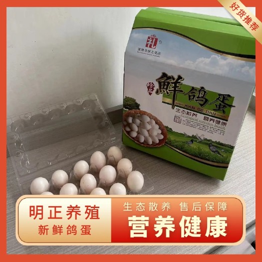 莘县新鲜鸽蛋 生态散养 营养健康。