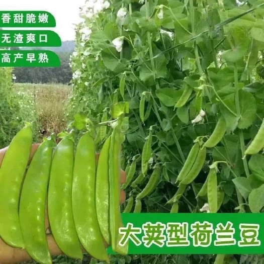 长沙软荚荷兰豆种子春夏秋四季播种大荚菜豆豌豆豆角种籽农家蔬菜种籽