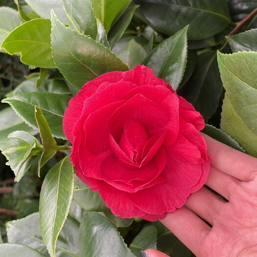 昆明茶花