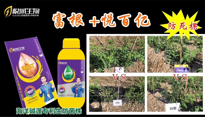 东莞市枯草芽孢菌杆菌哈茨木霉微生物菌剂农用土壤微生物菌剂有机肥根腐