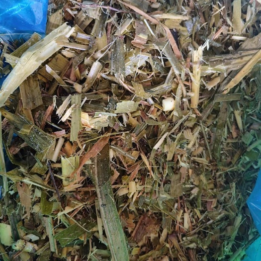 惠东县牛羊鸡猪鱼合适吃的青储牧草