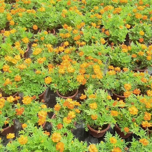 嘉善县硫华菊波斯菊硫黄菊