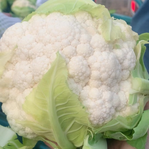 散花  精品散花   加工厂散花