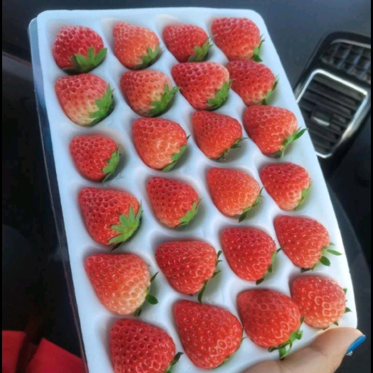 阜阳草莓