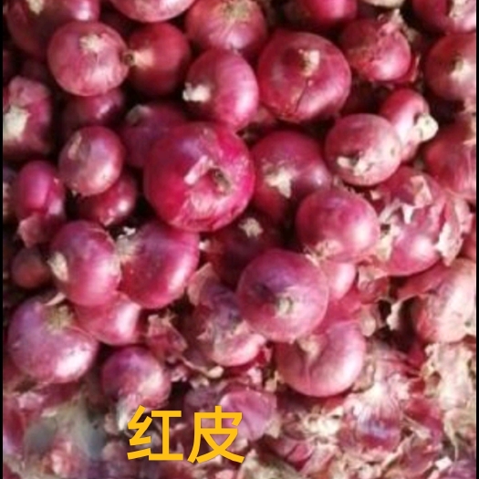 红皮、紫皮、白皮、黄皮洋葱种植基地直接装车坏果包赔快速发货