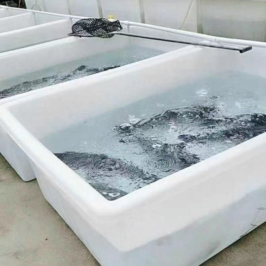 加厚大号牛筋箱水产养殖箱养卖鱼塑料箱周转养乌龟箱塑料水箱方箱