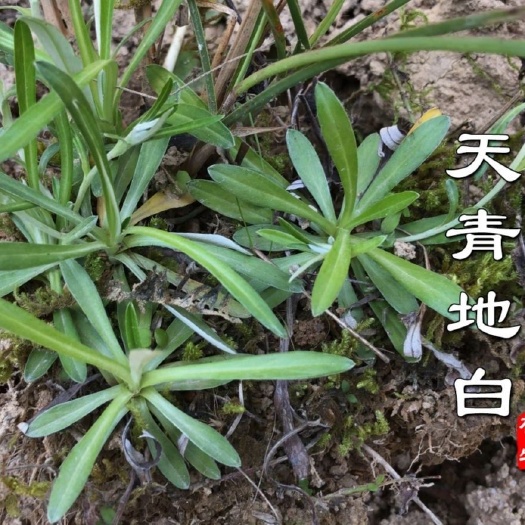 天青地白中药材叶下白 上青下白 金鸡舌 细叶鼠曲草 棉花