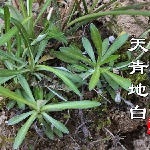 古田县天青地白中药材叶下白 上青下白 金鸡舌 细叶鼠曲草 棉花