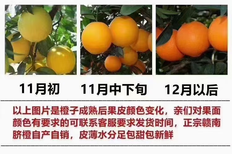 赣南脐橙果园直售