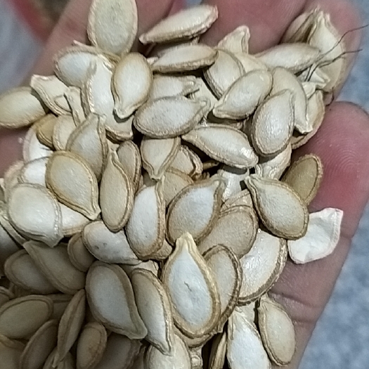 余庆县南瓜子