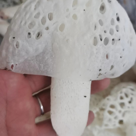 昆明云南鲜竹荪花 鲜红拖竹荪花 支持一件代发