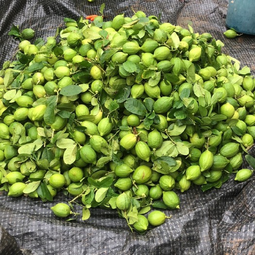 广州香水柠檬