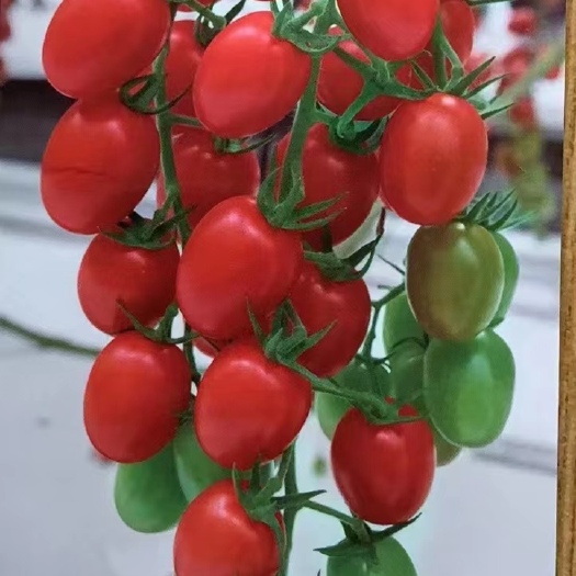 寿光市樱桃小番茄苗 玲珑蜜圣女果苗 深红鸡心形果 耐裂抗病毒 抗病