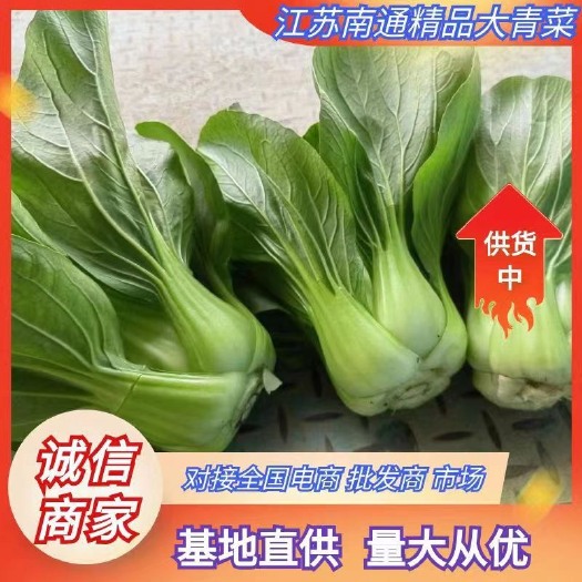 南通南通热销移栽大青菜
