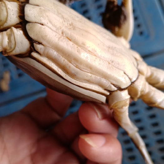 沭阳县大闸蟹