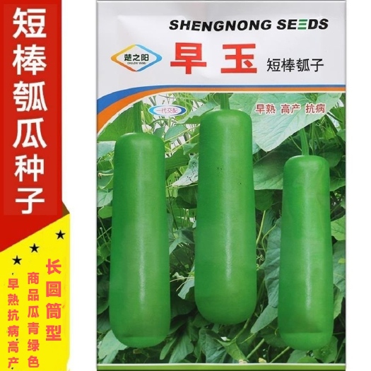 沭阳县早玉短棒瓠瓜种子早熟高产抗病商品瓜青绿色