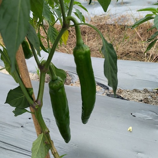 珠海新苗辣椒，欢迎各位咨询