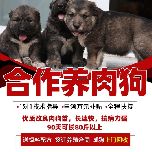 杂交肉狗