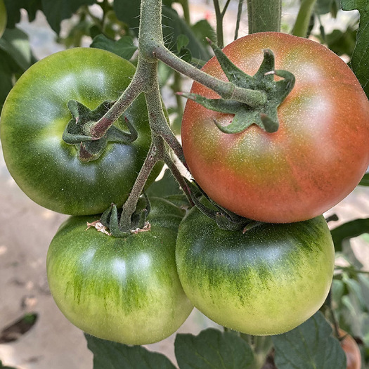 草莓番茄苗草莓西红柿苗口感番茄苗适合大棚露天种植四季可种