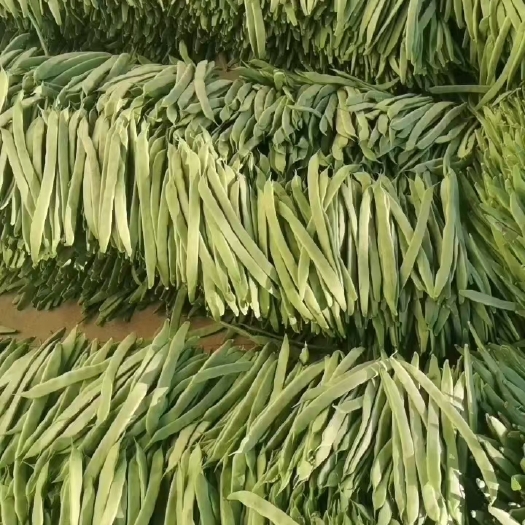 莘县代收精品扁豆，一级扁豆，通货扁豆