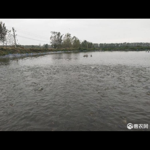 临猗县黄 河水养殖，百亩鱼塘，万斤双叉鮰鱼，成品鱼，各种型号都有