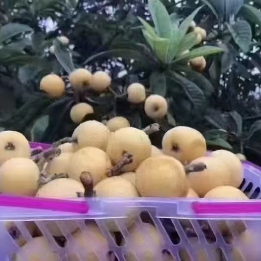 洪江市枇杷苗(白玉，冠玉)等多品种