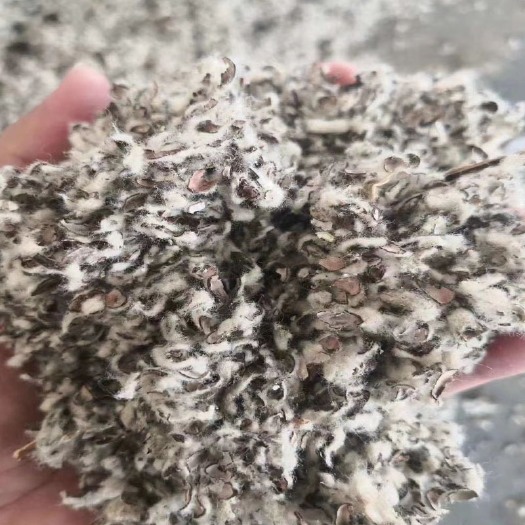 伽师县新疆23年新棉籽壳