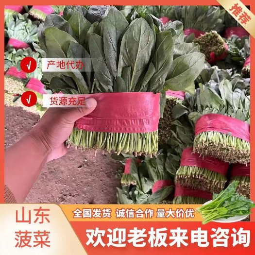 莘县山东聊城陆地菠菜大量上市，价格便宜，保证质量