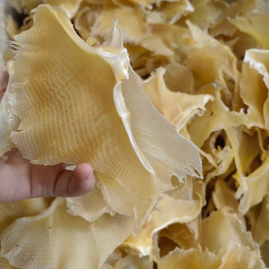 湛江浦鱼翅海狗翅保烫鲜甜佳品