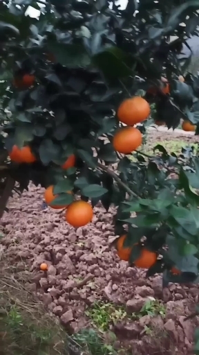 荣县爱媛果冻橙，和耙耙柑