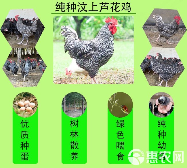 成年下蛋珍珠鸡 脱温育肥珍珠鸡苗 新鲜珍珠鸡蛋 绿壳蛋鸡