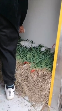 武山县红根蒜苗
